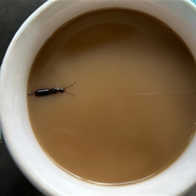 Dermaptera (order) (Earwig) by LisaH