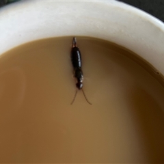 Dermaptera (order) at Hughes, ACT - suppressed