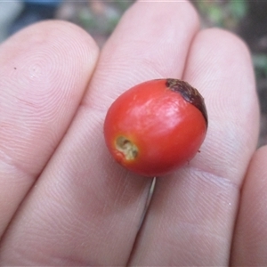 Arytera pauciflora at Syndicate, QLD - 2 Jul 2015 04:08 PM