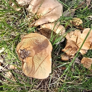 Unverified Cap on a stem; gills below cap [mushrooms or mushroom-like] at Belconnen, ACT - 7 May 2025 by kasiaaus