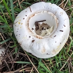 Agaricus 'xanthodermus group' at Belconnen, ACT - 7 May 2025 by kasiaaus