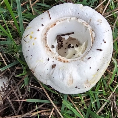 Agaricus 'xanthodermus group' at Belconnen, ACT - 7 May 2025 by kasiaaus