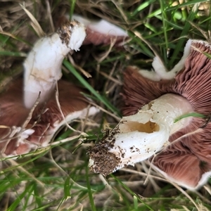 Unverified Cap on a stem; gills below cap [mushrooms or mushroom-like] at Belconnen, ACT - 7 May 2025 by kasiaaus