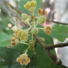 Arytera pauciflora at Syndicate, QLD - 18 Nov 2015 09:02 AM