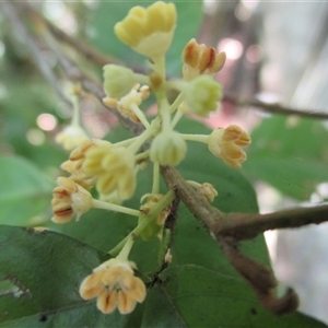Arytera pauciflora at Syndicate, QLD - 18 Nov 2015 09:02 AM