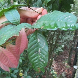 Arytera pauciflora at Syndicate, QLD - 18 Nov 2015 09:02 AM