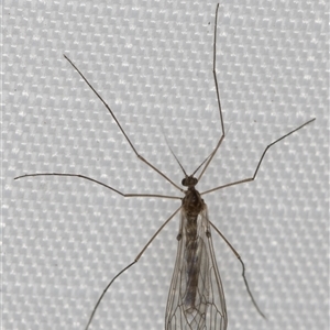 Trichocera (Trichocera) annulata at Melba, ACT - 4 May 2025 by kasiaaus