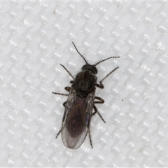 Ceratopogonidae (family) (Biting Midge) at Melba, ACT - 4 May 2025 by kasiaaus