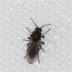 Unverified True fly (Diptera) at Melba, ACT - 4 May 2025 by kasiaaus