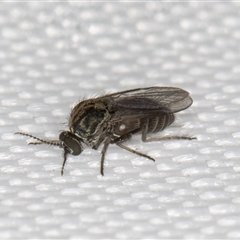 Ceratopogonidae (family) at Melba, ACT - 4 May 2025 11:18 PM