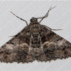 Gastrinodes argoplaca (Cryptic Bark Moth) at Melba, ACT - 4 May 2025 by kasiaaus