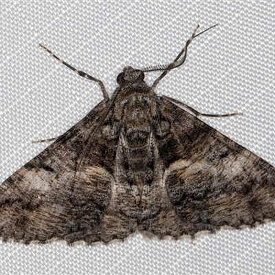 Gastrinodes argoplaca (Cryptic Bark Moth) at Melba, ACT - 4 May 2025 by kasiaaus
