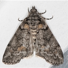 Smyriodes trigramma (Stippled Line Moth) at Melba, ACT - 4 May 2025 by kasiaaus