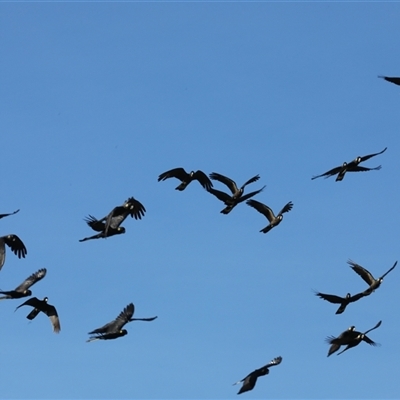 Zanda funerea (Yellow-tailed Black-Cockatoo) at Berridale, NSW - 8 May 2025 by MandyandScott
