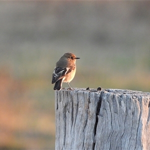 Petroica phoenicea at Chapman, ACT - Yesterday by LineMarie