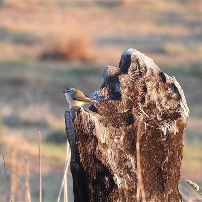 Acanthiza chrysorrhoa (Yellow-rumped Thornbill) at Chapman, ACT - 8 May 2025 by LineMarie