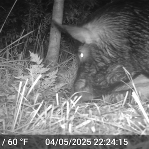 Sus scrofa (Pig (feral)) at Caparra, NSW - 4 May 2025 by maznee
