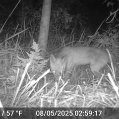 Vulpes vulpes (Red Fox) at Caparra, NSW - Yesterday by maznee