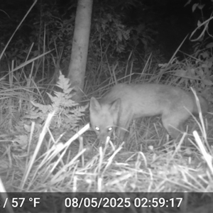 Vulpes vulpes (Red Fox) at Caparra, NSW - Yesterday by maznee