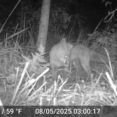 Vulpes vulpes at Caparra, NSW - 8 May 2025 03:00 AM
