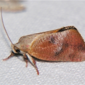 Unverified Curved-horn moth (all Gelechioidea except Oecophoridae) by PJH123