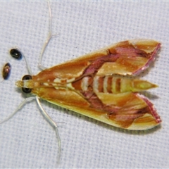 Agathodes ostentalis by PJH123