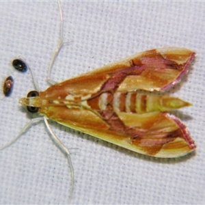 Unverified Pyralid or Snout Moth (Pyralidae & Crambidae) by PJH123