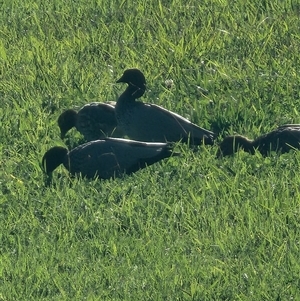 Chenonetta jubata at The Oaks, NSW - Today by AlexAv65