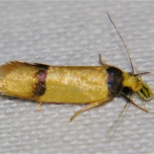 Unverified Concealer moth (Oecophoridae) by PJH123