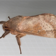 Oxycanus dirempta at Melba, ACT - 6 May 2025 12:55 AM