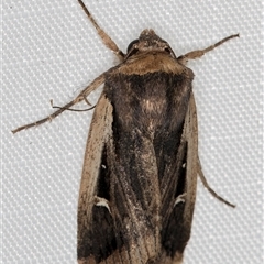 Proteuxoa tortisigna (Streaked Rictonis Moth) at Melba, ACT - 6 May 2025 by kasiaaus