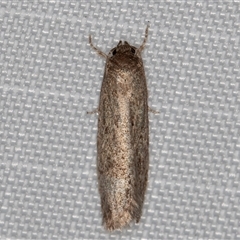 Unverified Curved-horn moth (all Gelechioidea except Oecophoridae) at Melba, ACT - 6 May 2025 by kasiaaus