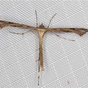 Sinpunctiptilia emissalis at Melba, ACT - 6 May 2025 by kasiaaus