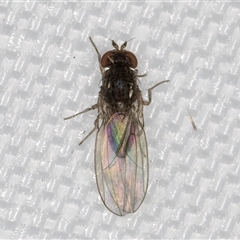 Drosophila sp. (genus) (Fruit Fly) at Melba, ACT - 6 May 2025 by kasiaaus
