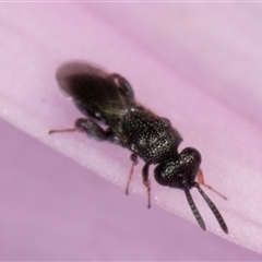 Chalcidoidea (superfamily) (A gall wasp or Chalcid wasp) at Melba, ACT - 6 May 2025 by kasiaaus