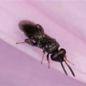 Chalcidoidea (superfamily) (A gall wasp or Chalcid wasp) at Melba, ACT - 6 May 2025 by kasiaaus