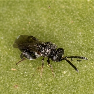 Chalcididae (family) (Unidentified chalcid wasp) at Melba, ACT - 6 May 2025 by kasiaaus