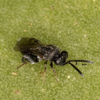 Chalcididae (family) (Unidentified chalcid wasp) at Melba, ACT - 6 May 2025 by kasiaaus