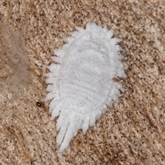 Pseudococcidae sp. (family) (A mealybug) at Melba, ACT - 6 May 2025 by kasiaaus