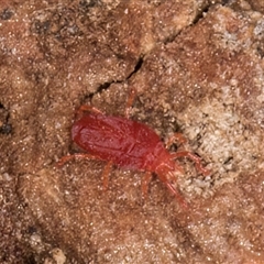 Trombidiidae (family) (Red velvet mite) at Melba, ACT - 6 May 2025 by kasiaaus