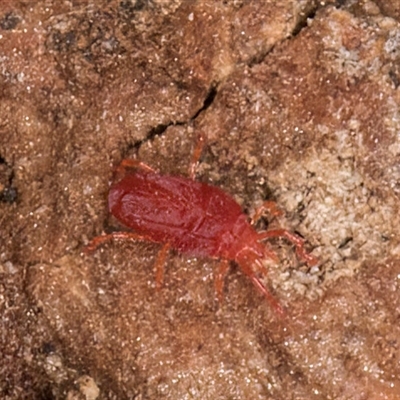 Trombidiidae (family) (Red velvet mite) at Melba, ACT - 6 May 2025 by kasiaaus