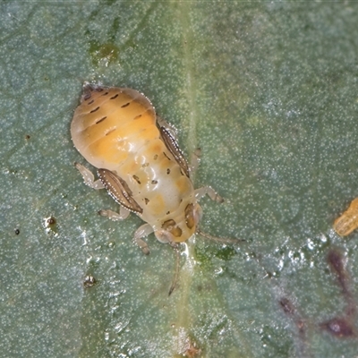 Glycaspis (Glycaspis) brimblecombei (Red Gum Lerp Psyllid) at Melba, ACT - 6 May 2025 by kasiaaus