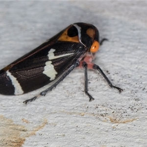 Eurymeloides pulchra (Gumtree hopper) at Melba, ACT - 6 May 2025 by kasiaaus