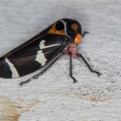 Eurymeloides pulchra (Gumtree hopper) at Melba, ACT - 6 May 2025 by kasiaaus