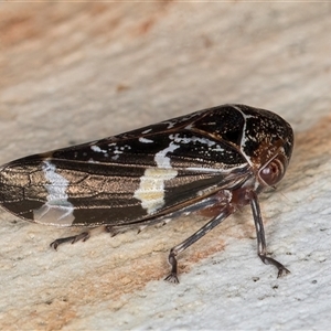 Eurymeloides punctata (Gumtree hopper) at Melba, ACT - 6 May 2025 by kasiaaus