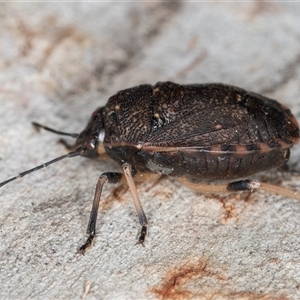 Platycoris sp. (genus) at Melba, ACT - 6 May 2025 by kasiaaus
