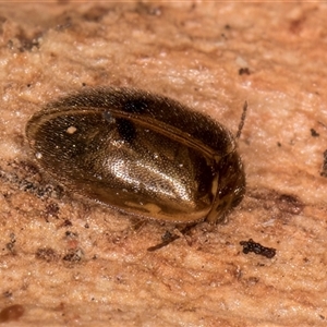 Unverified Beetle (Coleoptera) at Melba, ACT - 6 May 2025 by kasiaaus