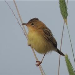 Cisticola exilis (Golden-headed Cisticola) at Hume, ACT - 10 Feb 2024 by MichaelBedingfield