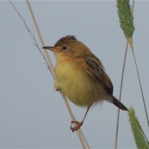 Cisticola exilis (Golden-headed Cisticola) at Hume, ACT - 10 Feb 2024 by MichaelBedingfield