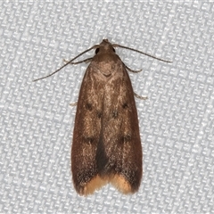 Tachystola acroxantha (A Concealer moth) at Melba, ACT - 6 May 2025 by kasiaaus